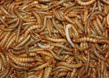 Larva encontrada em farinha vira o 1º inseto considerado alimento para a UE