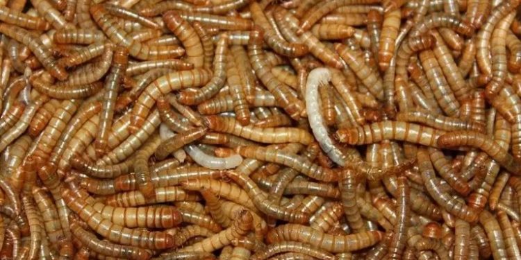 Larva encontrada em farinha vira o 1º inseto considerado alimento para a UE Larva encontrada em farinha vira o 1º inseto considerado alimento para a UE