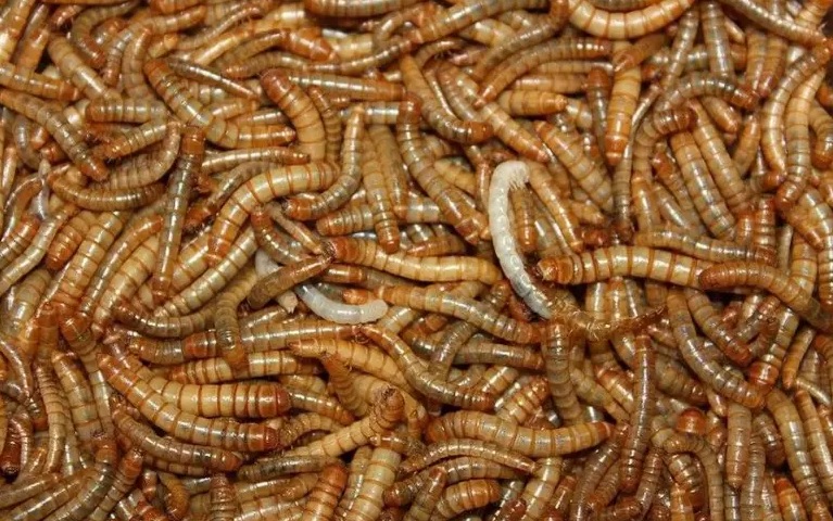 Larva encontrada em farinha vira o 1º inseto considerado alimento para a UE Larva encontrada em farinha vira o 1º inseto considerado alimento para a UE