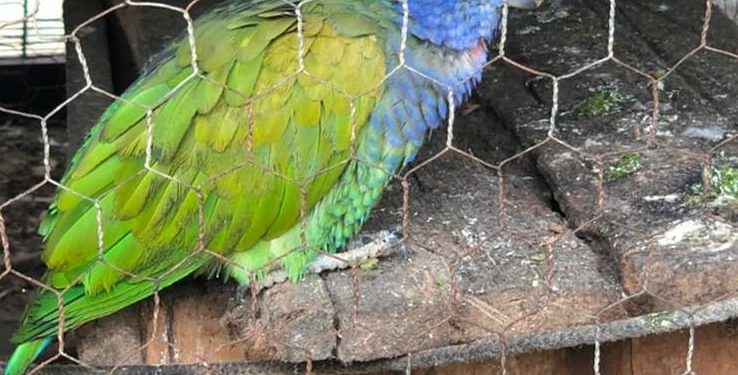 Polícia prende homem que mantinha pássaros silvestres em cativeiro Polícia prende homem que mantinha pássaros silvestres em cativeiro