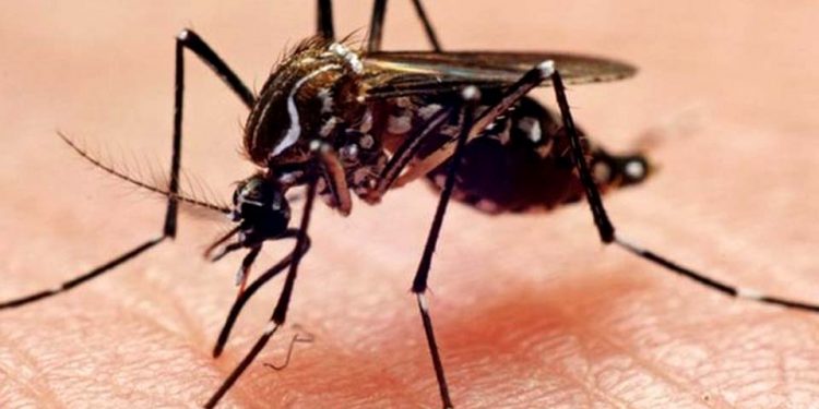 21 municípios de Rondônia registram casos de dengue entre janeiro e fevereiro de 2021