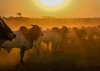 Valor Bruto da Produção Agropecuária rondoniense sobe para R$ 18,3 bilhões durante a pandemia