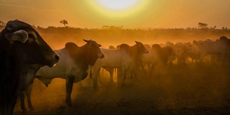 Valor Bruto da Produção Agropecuária rondoniense sobe para R$ 18,3 bilhões durante a pandemia Valor Bruto da Produção Agropecuária rondoniense sobe para R$ 18,3 bilhões durante a pandemia