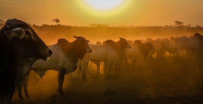 Valor Bruto da Produção Agropecuária rondoniense sobe para R$ 18,3 bilhões durante a pandemia Valor Bruto da Produção Agropecuária rondoniense sobe para R$ 18,3 bilhões durante a pandemia