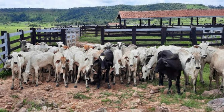 Polícia Civil deflagra operação e recupera 200 cabeças de gado furtadas Polícia Civil deflagra operação e recupera 200 cabeças de gado furtadas