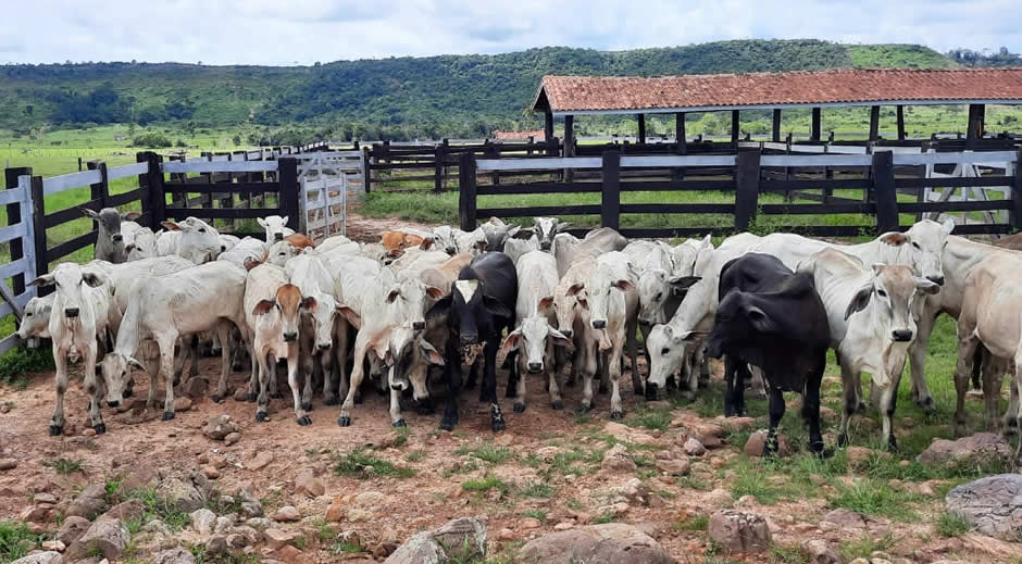 Polícia Civil deflagra operação e recupera 200 cabeças de gado furtadas Polícia Civil deflagra operação e recupera 200 cabeças de gado furtadas