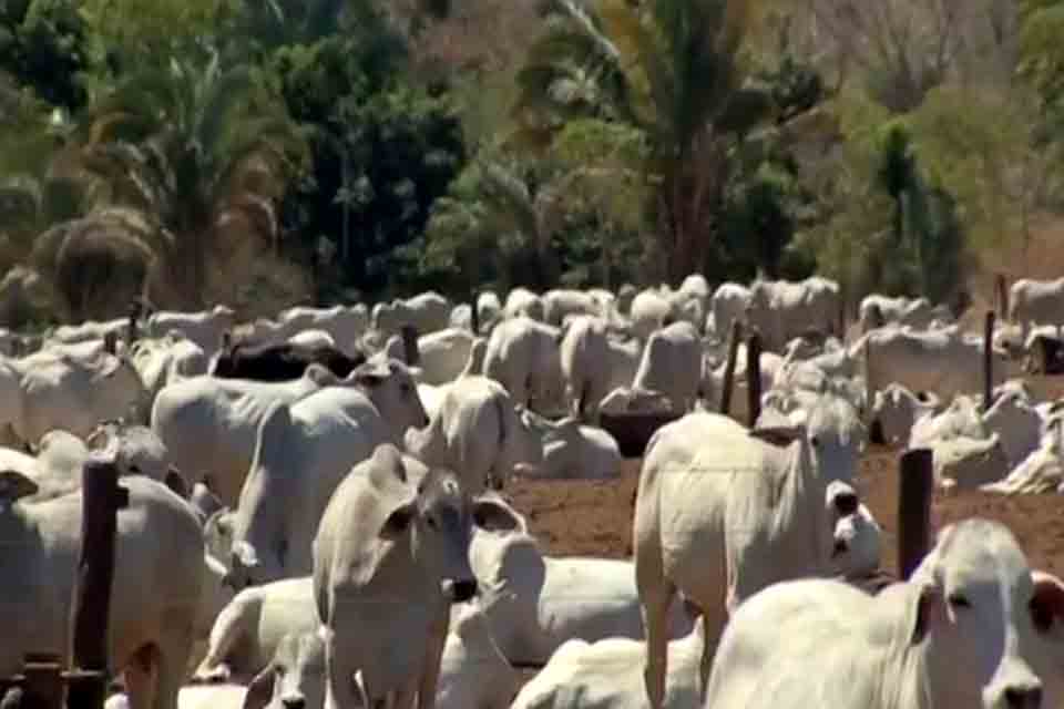 Arroba do boi gordo dispara e chega a R$ 280 no interior de Rondônia Arroba do boi gordo dispara e chega a R$ 280 no interior de Rondônia
