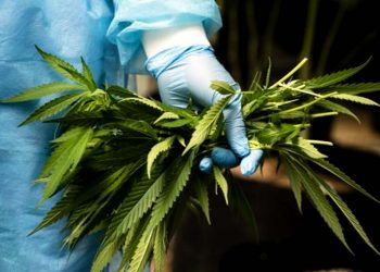 Câmara: plantio de maconha para fins medicinais tem parecer favorável