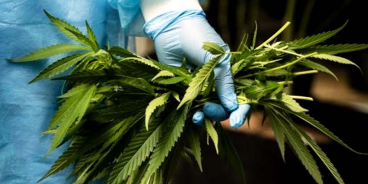 Câmara: plantio de maconha para fins medicinais tem parecer favorável