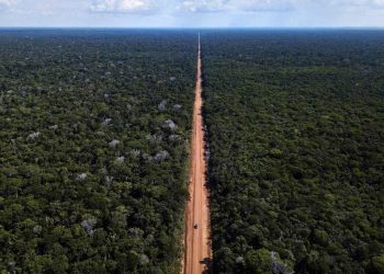 Criadores de Peixes de Rondônia otimistas com restauração da BR-319