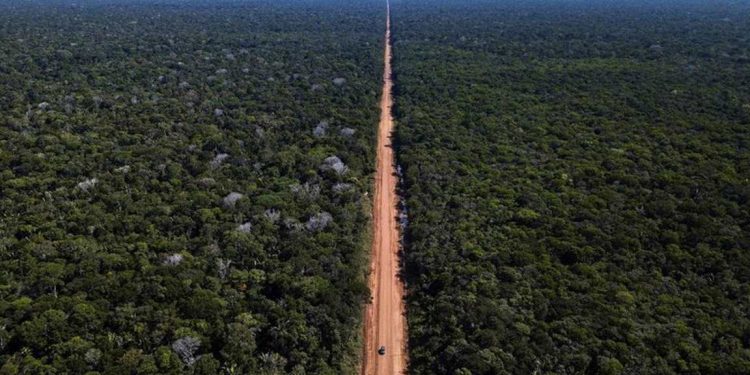 Criadores de Peixes de Rondônia otimistas com restauração da BR-319
