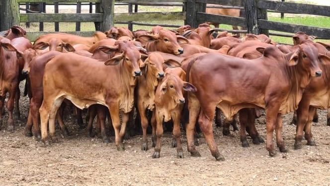 Raça Sindi vem conquistando espaço na pecuária de Rondônia