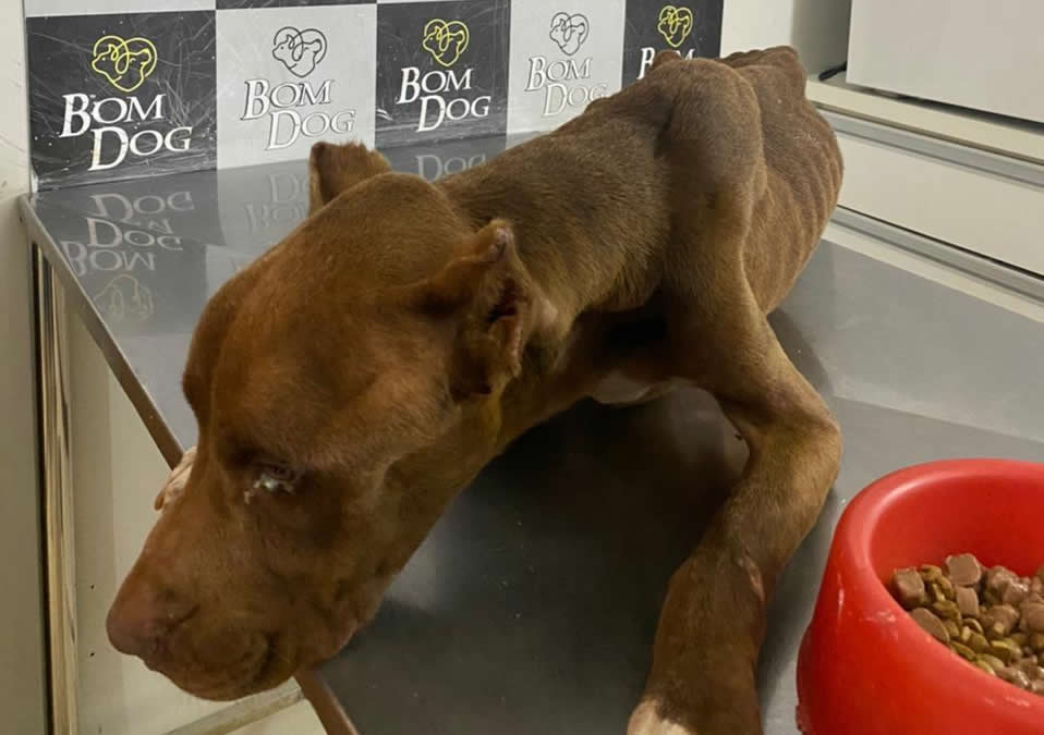 Polícia Civil indicia dois tutores de animais domésticos por maus-tratos Polícia Civil indicia dois tutores de animais domésticos por maus-tratos