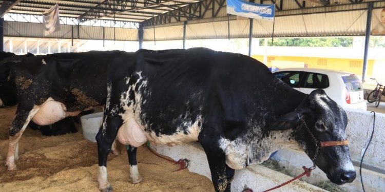 Rondônia busca apoio para inserir produtos lácteos no mercado internacional