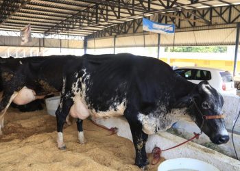Rondônia busca apoio para inserir produtos lácteos no mercado internacional