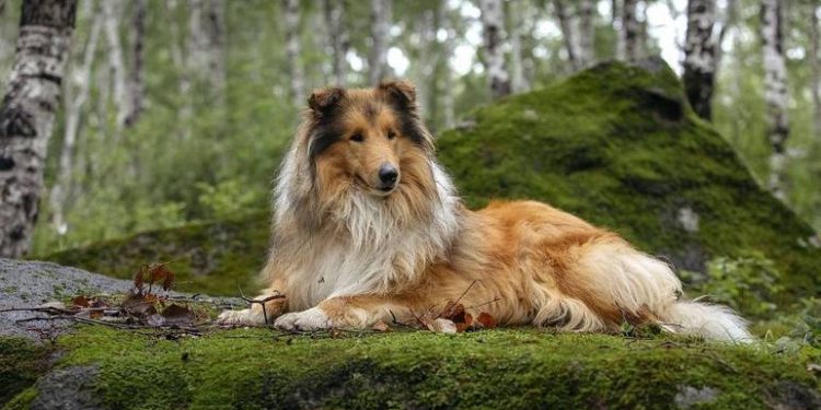 Estudo revela quais são as raças de cães mais agressivas