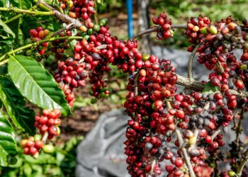 Dia do Café: qualidade da espécie coffea canephora de Rondônia é destaque