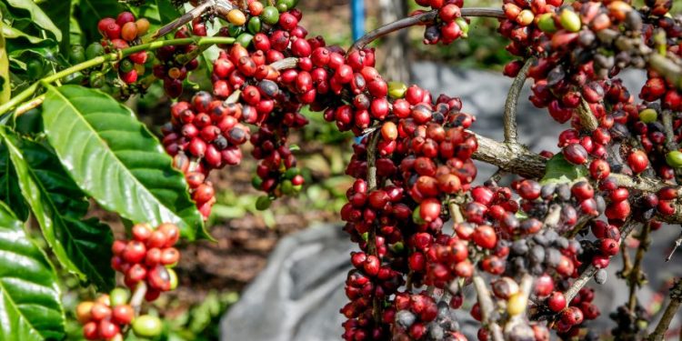 Dia do Café: qualidade da espécie coffea canephora de Rondônia é destaque