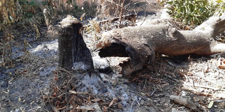 Campanha de combate às queimadas é lançada em Porto Velho Campanha de combate às queimadas é lançada em Porto Velho