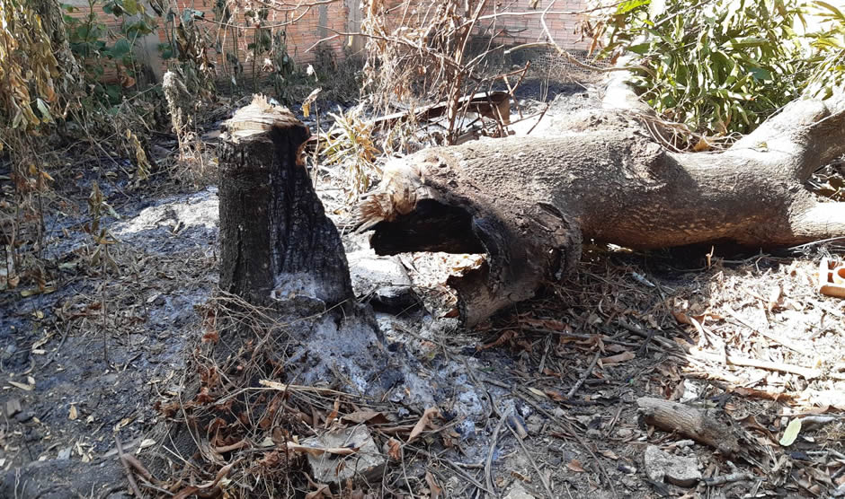 Campanha de combate às queimadas é lançada em Porto Velho Campanha de combate às queimadas é lançada em Porto Velho