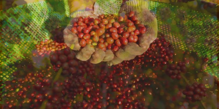 Rondônia lidera a produção de café na Região Norte