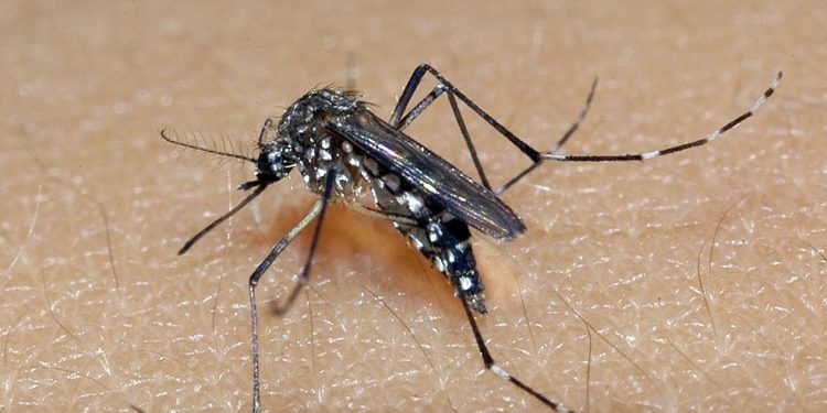 Cinco cidades de Rondônia registram surto de dengue em maio: veja as cidades Cinco cidades de Rondônia registram surto de dengue em maio: veja as cidades