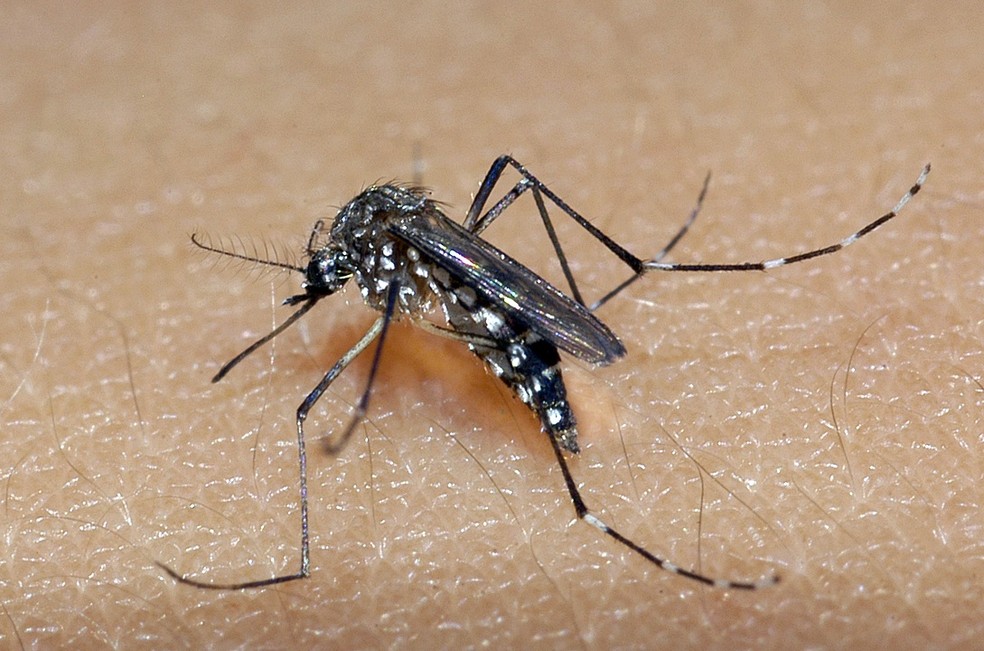 Cinco cidades de Rondônia registram surto de dengue em maio: veja as cidades Cinco cidades de Rondônia registram surto de dengue em maio: veja as cidades