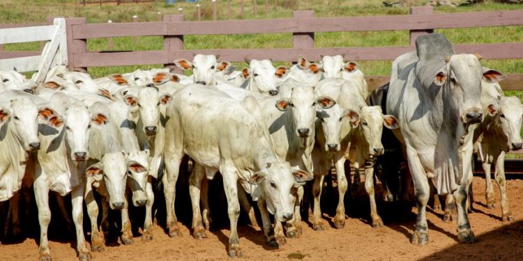 Agências de Defesa Agropecuária de Rondônia, Acre e Amazonas traçam estratégias para ações na tríplice fronteira