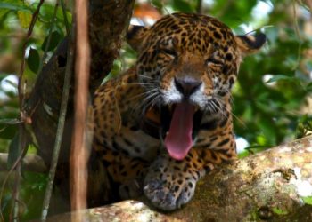 Confira as atrações do Terra da Gente deste sábado (20/07)
