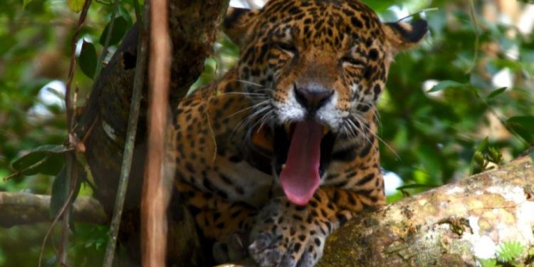 Confira as atrações do Terra da Gente deste sábado (20/07)
