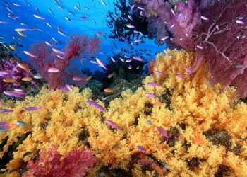 Unesco alerta sobre a situação do frágil ecossistema marinho