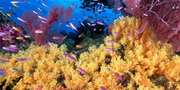 Unesco alerta sobre a situação do frágil ecossistema marinho