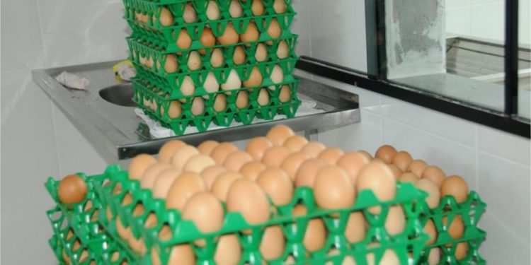 Produção de ovos em Rondônia chega a mais de 2 mil caixas por dia
