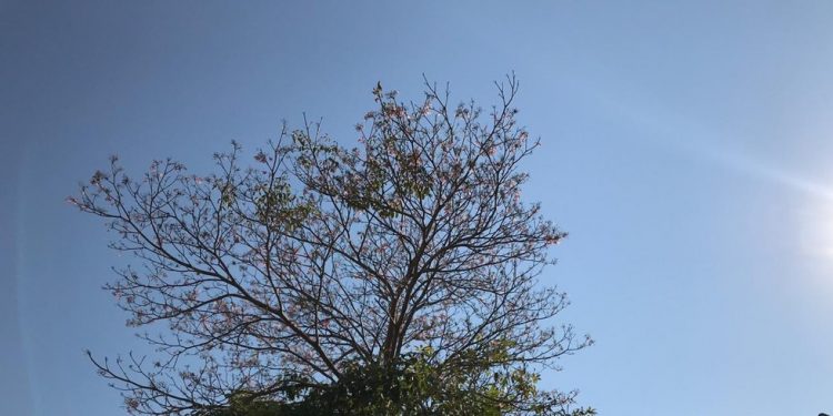 Previsão do tempo: Rondônia deve ter céu aberto e baixa umidade do ar nesta terça (6) Previsão do tempo: Rondônia deve ter céu aberto e baixa umidade do ar nesta terça (6)