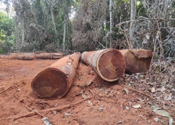 Polícia Federal deflagra Operação Pertinácia II no combate a exploração de madeira em reserva indígena