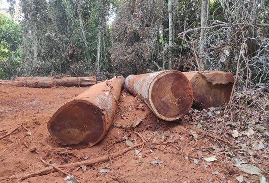 Polícia Federal deflagra Operação Pertinácia II no combate a exploração de madeira em reserva indígena