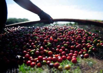 Quebra da safra e exportações devem elevar o preço do café em até 40%