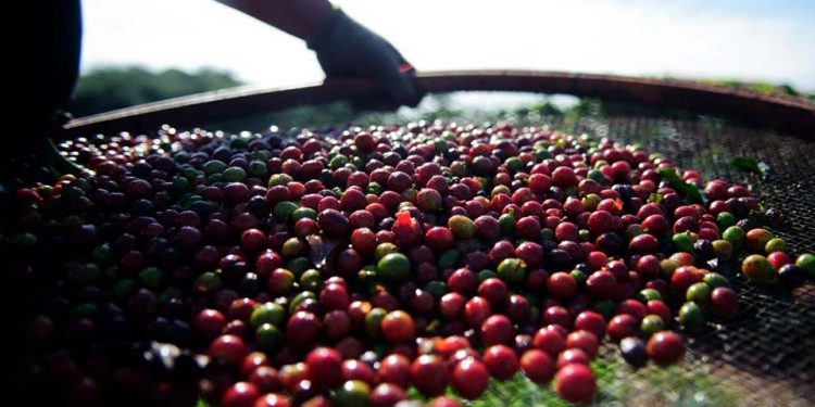 Quebra da safra e exportações devem elevar o preço do café em até 40%