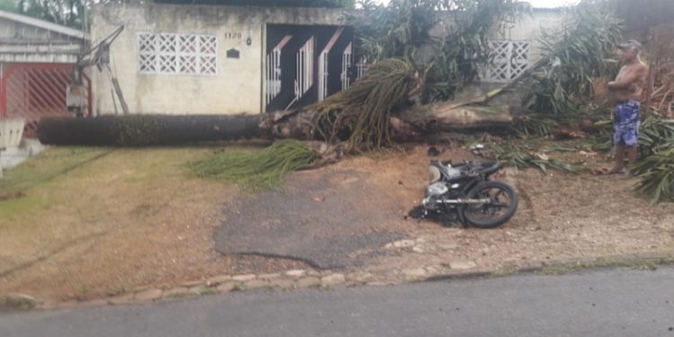 Temporal arranca árvores e causa danos, em Porto Velho Temporal arranca árvores e causa danos, em Porto Velho