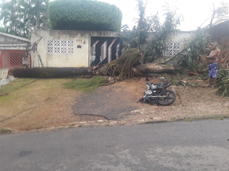 Temporal arranca árvores e causa danos, em Porto Velho Temporal arranca árvores e causa danos, em Porto Velho