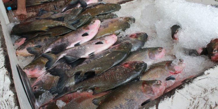 Amazonas confirma 11 novos casos de síndrome ligada à doença da urina preta Amazonas confirma 11 novos casos de síndrome ligada à doença da urina preta
