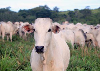 Preço médio da arroba do boi gordo é de R$ 292 em Rondônia, em Jaru R$ 280 Preço médio da arroba do boi gordo é de R$ 292 em Rondônia, em Jaru R$ 280