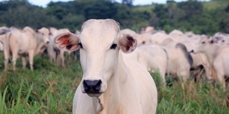 Preço médio da arroba do boi gordo é de R$ 292 em Rondônia, em Jaru R$ 280