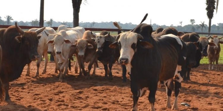 Municípios mais populosos de Rondônia aparecem no radar do agronegócio