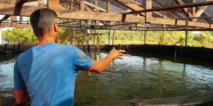 Pisicultura tem grande desenvolvimento e criação de tambaqui é destaque em RO Pisicultura tem grande desenvolvimento e criação de tambaqui é destaque em RO