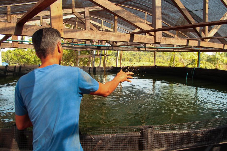 Pisicultura tem grande desenvolvimento e criação de tambaqui é destaque em RO Pisicultura tem grande desenvolvimento e criação de tambaqui é destaque em RO