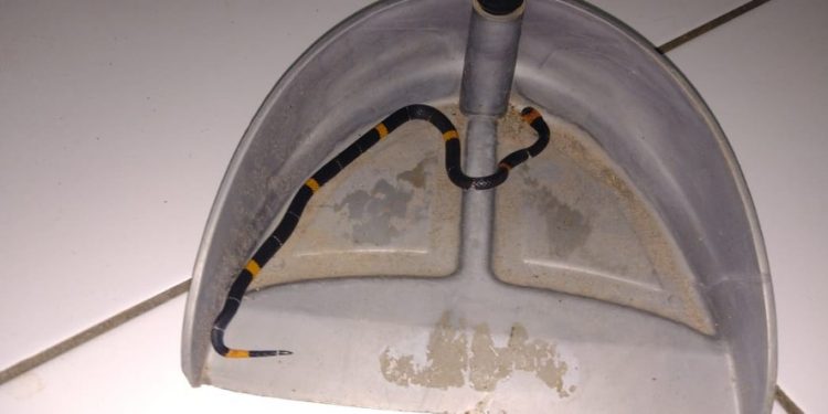 Cobras mais perigosas do Brasil são encontradas em residenciais de Porto Velho
