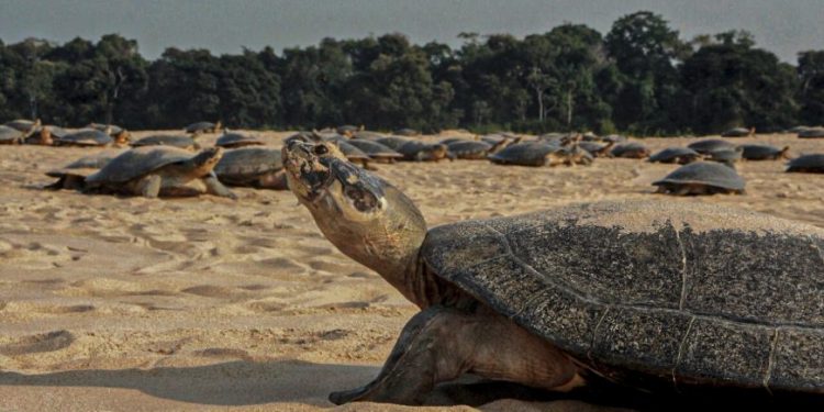 Sedam auxilia no monitoramento ambiental da desova das tartarugas em Costa Marques