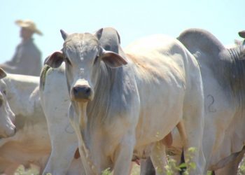 16 municípios rondonienses estão entre os cem com os maiores rebanhos bovinos