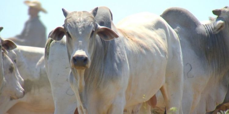 16 municípios rondonienses estão entre os cem com os maiores rebanhos bovinos